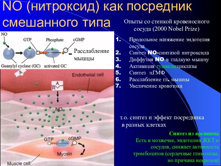 NO (нитроксид) как посредник смешанного типа Расслабление мышцы Опыты со