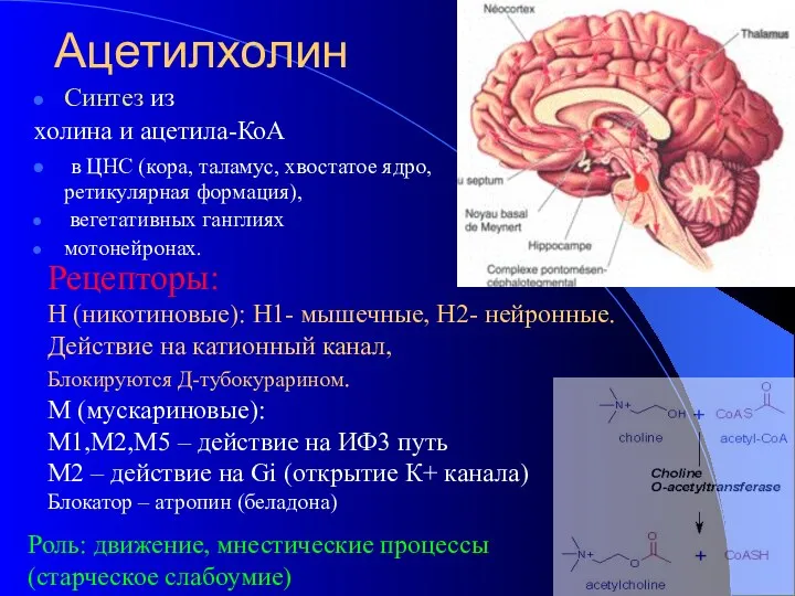 Ацетилхолин Синтез из холина и ацетила-КоА в ЦНС (кора, таламус,