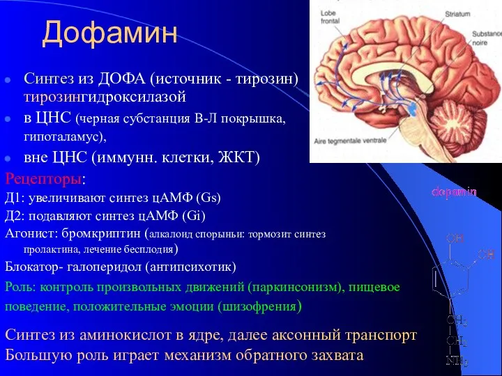 Дофамин Синтез из ДОФА (источник - тирозин) тирозингидроксилазой в ЦНС