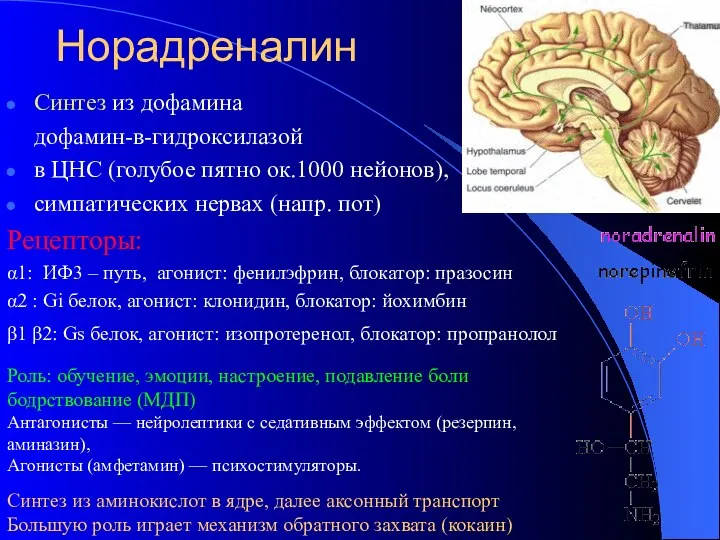 Норадреналин Синтез из дофамина дофамин-в-гидроксилазой в ЦНС (голубое пятно ок.1000