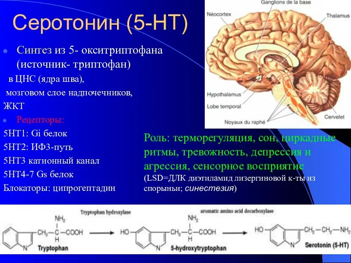 Серотонин (5-НТ) Синтез из 5- окситриптофана (источник- триптофан) в ЦНС