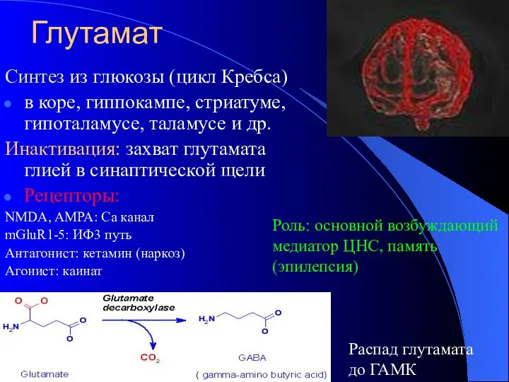 Глутамат Синтез из глюкозы (цикл Кребса) в коре, гиппокампе, стриатуме,