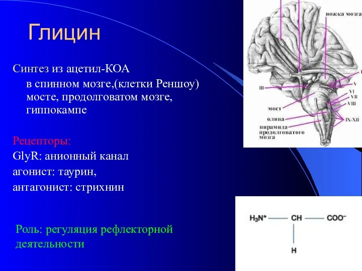 Глицин Синтез из ацетил-КОА в спинном мозге,(клетки Реншоу) мосте, продолговатом