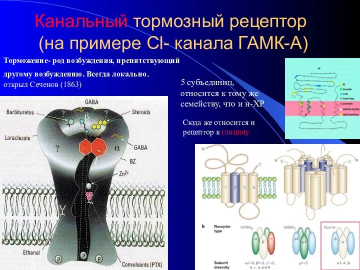 Канальный тормозный рецептор (на примере Cl- канала ГАМК-А) Торможение- род