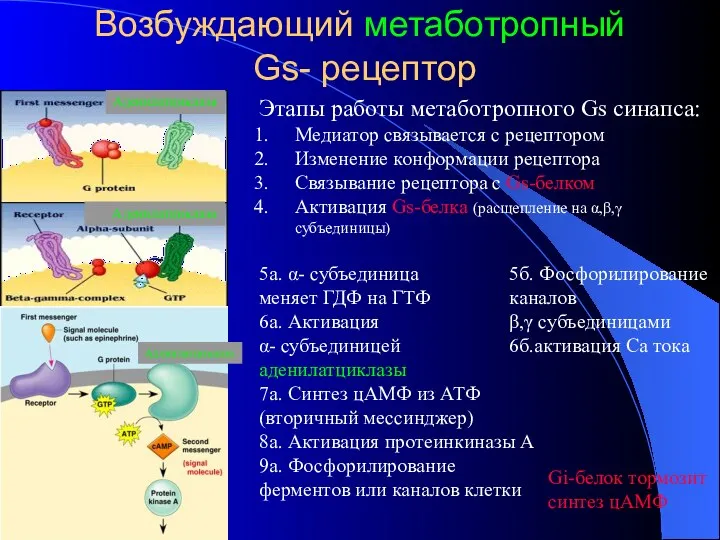 Возбуждающий метаботропный Gs- рецептор Этапы работы метаботропного Gs синапса: Медиатор