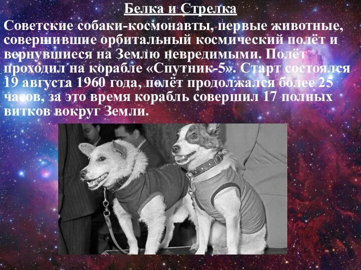 Белка и Стрелка Советские собаки-космонавты, первые животные, совершившие орбитальный космический