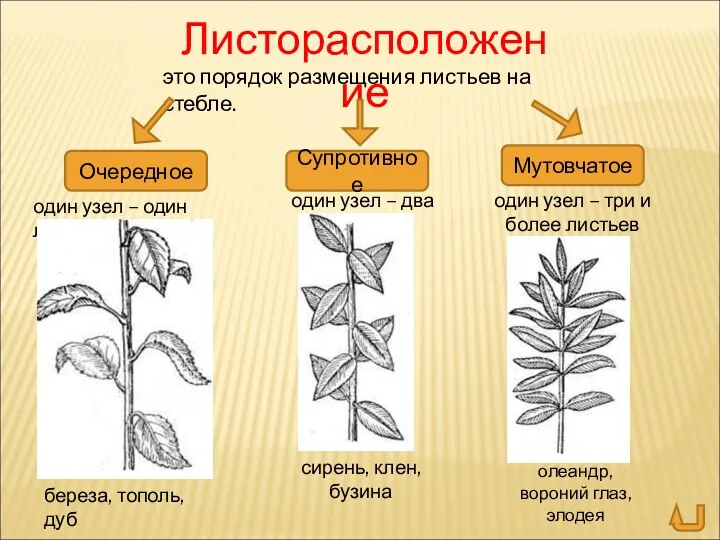 Листорасположение это порядок размещения листьев на стебле. Очередное Супротивное Мутовчатое