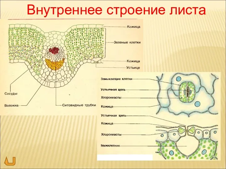 Внутреннее строение листа