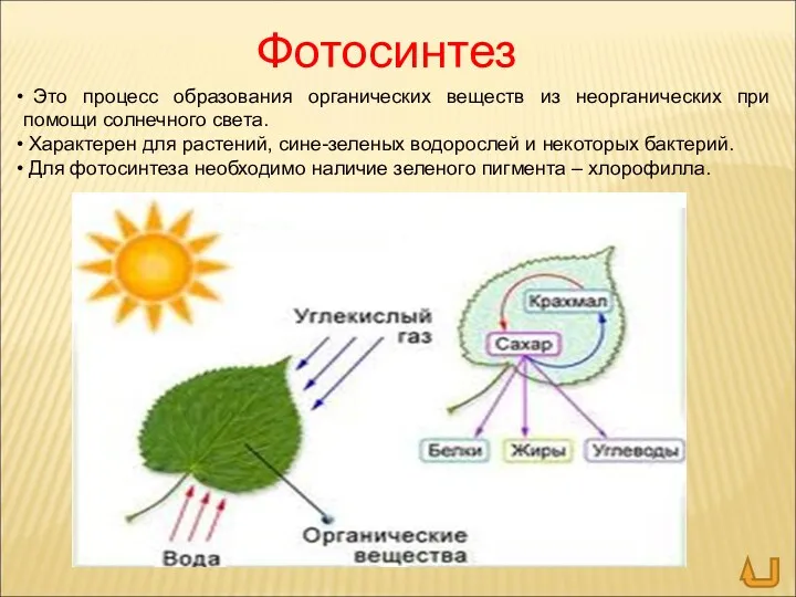 Фотосинтез Это процесс образования органических веществ из неорганических при помощи