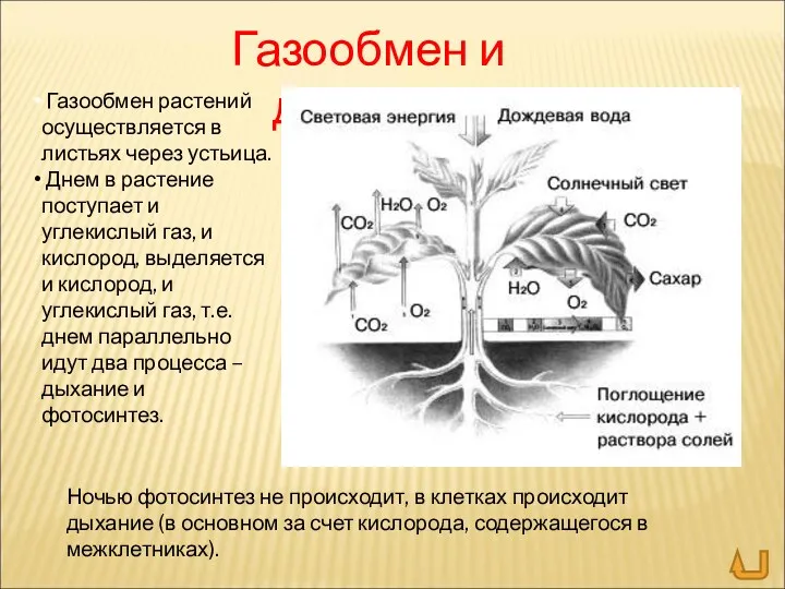 Газообмен и дыхание Газообмен растений осуществляется в листьях через устьица.