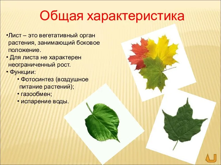 Лист – это вегетативный орган растения, занимающий боковое положение. Для