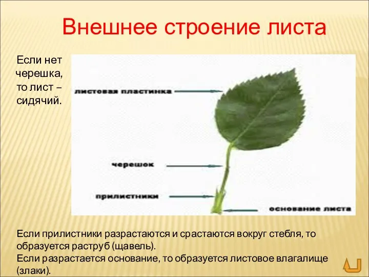 Внешнее строение листа Если нет черешка, то лист –сидячий. Если