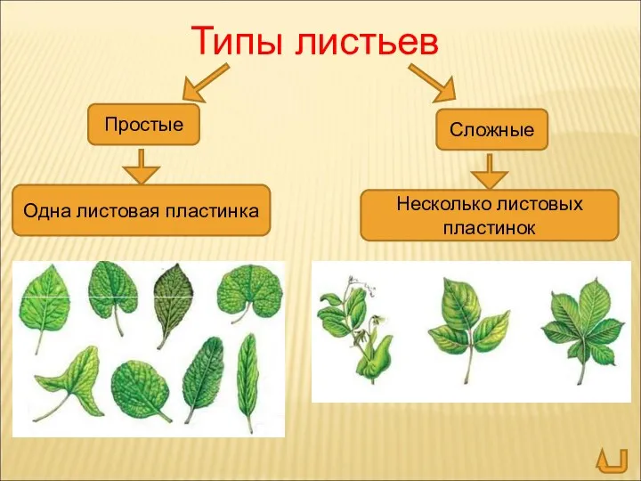 Типы листьев Простые Сложные Одна листовая пластинка Несколько листовых пластинок