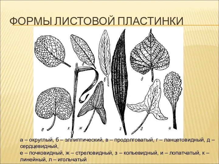 ФОРМЫ ЛИСТОВОЙ ПЛАСТИНКИ а – округлый, б – эллиптический, в