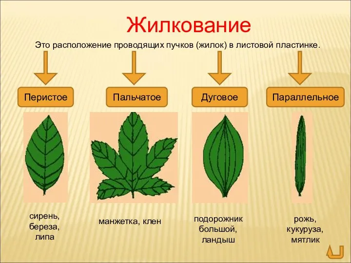 Жилкование Это расположение проводящих пучков (жилок) в листовой пластинке. Перистое