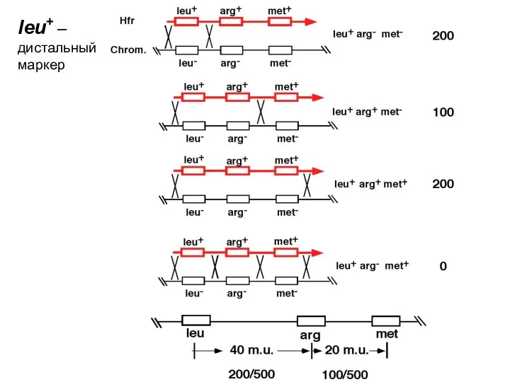 leu+ – дистальный маркер