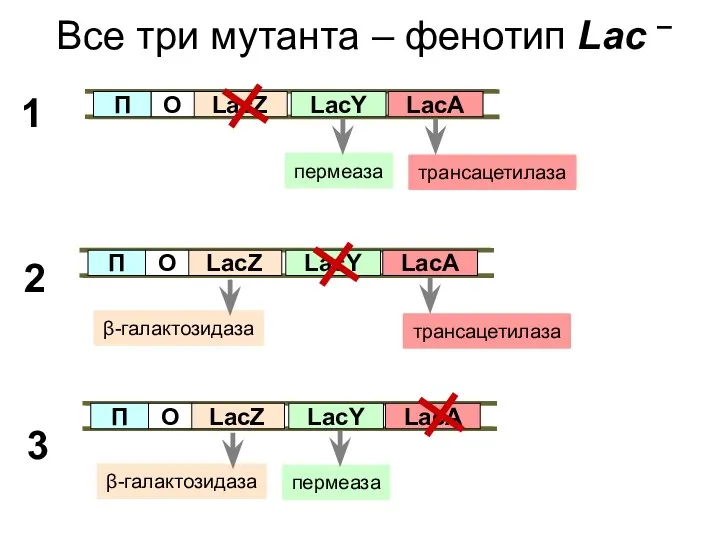 Все три мутанта – фенотип Lac – LacZ О П