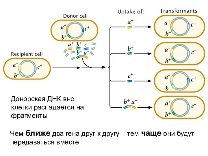 Донорская ДНК вне клетки распадается на фрагменты Чем ближе два