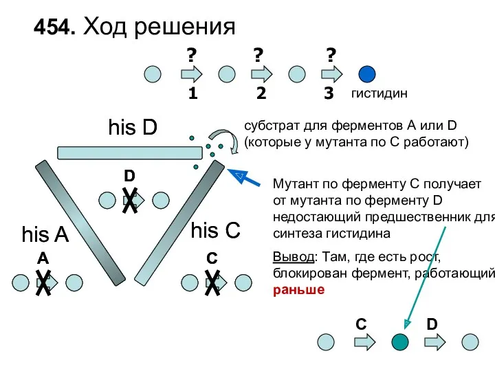 454. Ход решения Мутант по ферменту C получает от мутанта