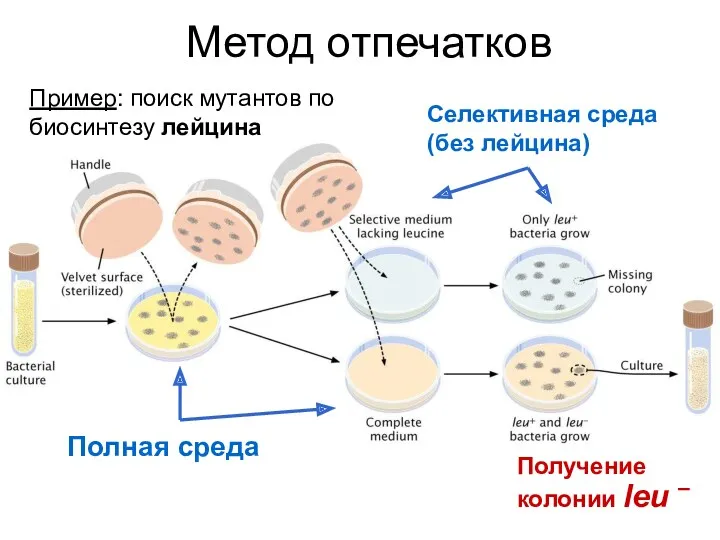 Метод отпечатков Селективная среда (без лейцина) Полная среда Получение колонии