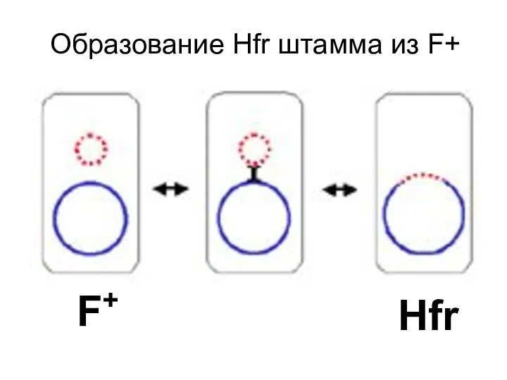 Образование Hfr штамма из F+ Hfr F+