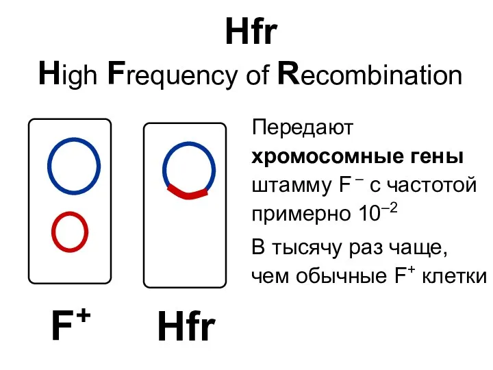 Hfr High Frequency of Recombination Передают хромосомные гены штамму F