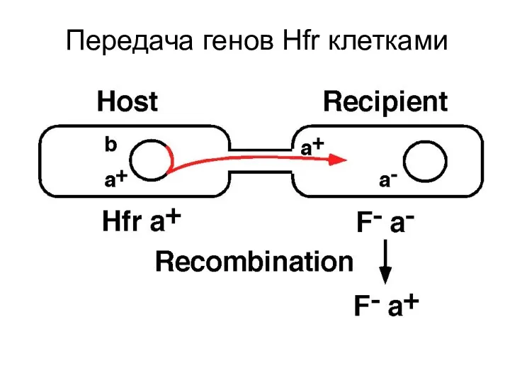 Передача генов Hfr клетками