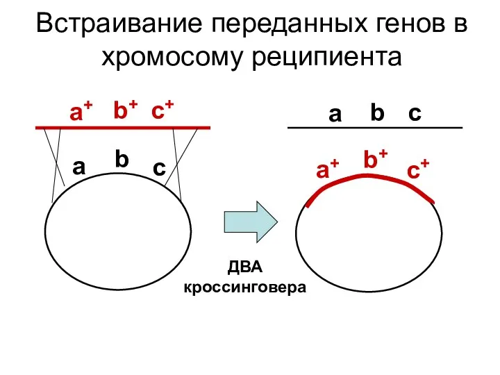 Встраивание переданных генов в хромосому реципиента ДВА кроссинговера