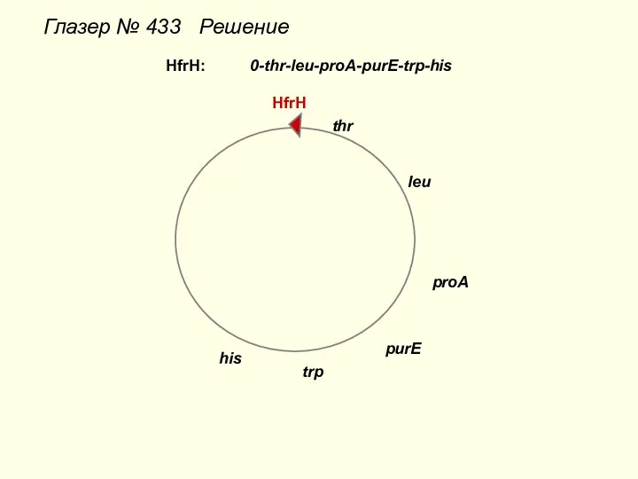 Глазер № 433 Решение thr leu proA purE trp his HfrH HfrH: 0-thr-leu-proA-purE-trp-his