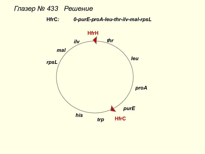 Глазер № 433 Решение thr leu proA purE trp his