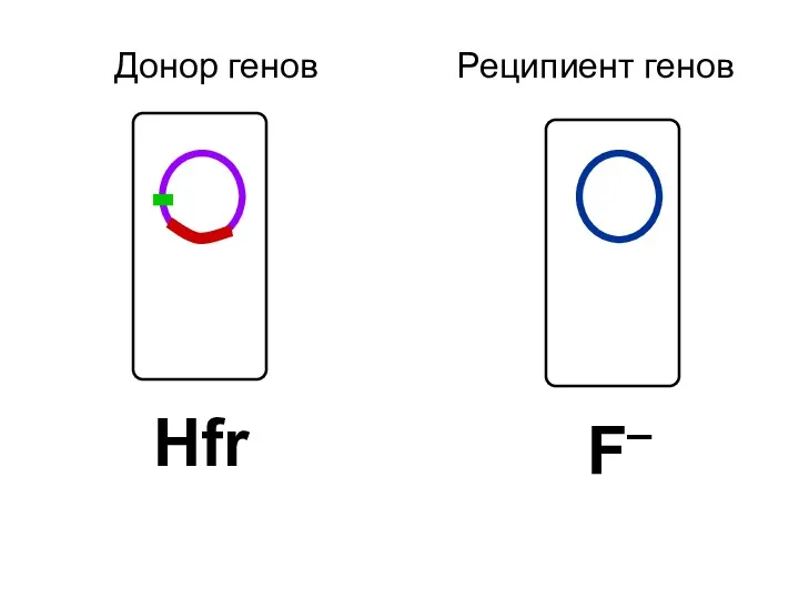 Донор генов Реципиент генов F– Hfr