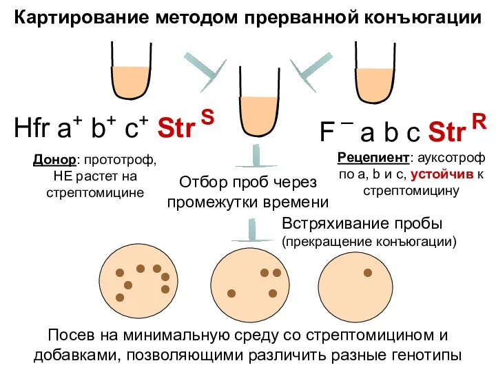 Картирование методом прерванной конъюгации Hfr a+ b+ c+ Str S