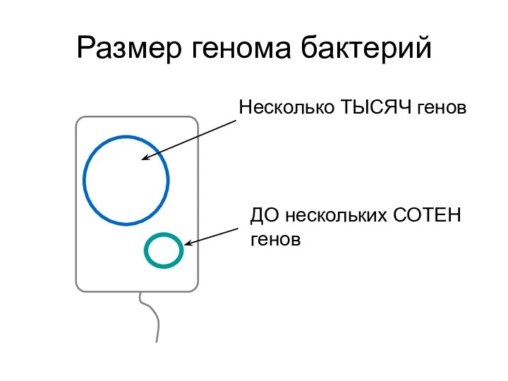 Размер генома бактерий Несколько ТЫСЯЧ генов ДО нескольких СОТЕН генов