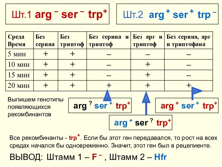 Шт.1 аrg – ser – trp+ Шт.2 аrg + ser