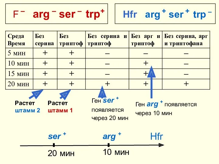 F – аrg – ser – trp+ Hfr аrg +