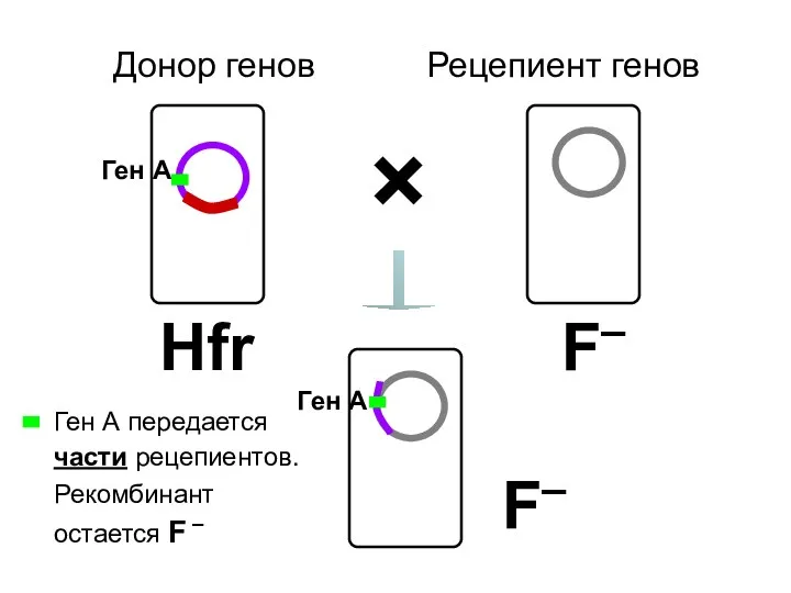 Донор генов Рецепиент генов F– Hfr × F– Ген А