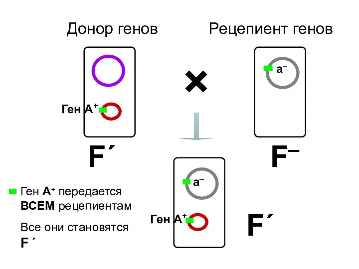 Донор генов Рецепиент генов F– F´ × F´ Ген А+