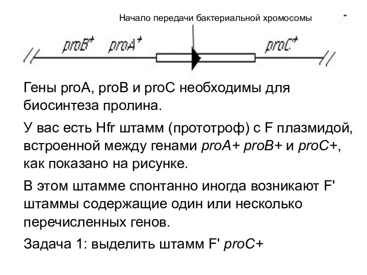 Гены proA, proB и proC необходимы для биосинтеза пролина. У