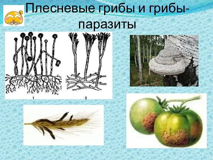 Плесневые грибы и грибы-паразиты