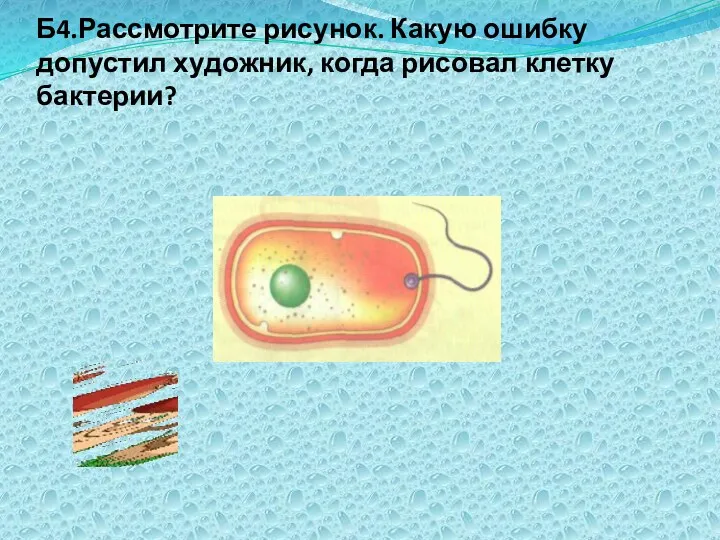 Б4.Рассмотрите рисунок. Какую ошибку допустил художник, когда рисовал клетку бактерии?