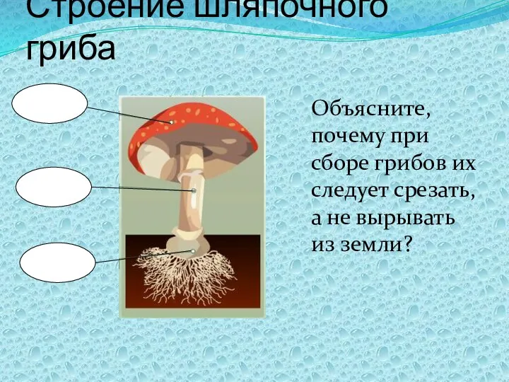 Строение шляпочного гриба Объясните, почему при сборе грибов их следует срезать, а не вырывать из земли?