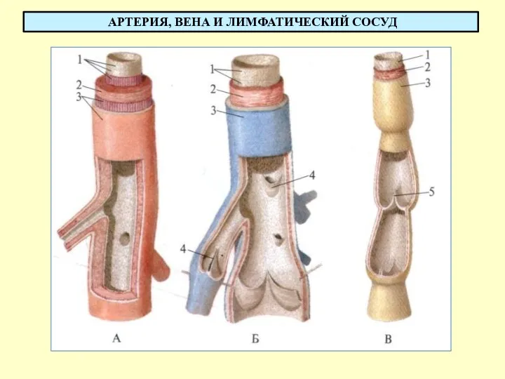 АРТЕРИЯ, ВЕНА И ЛИМФАТИЧЕСКИЙ СОСУД