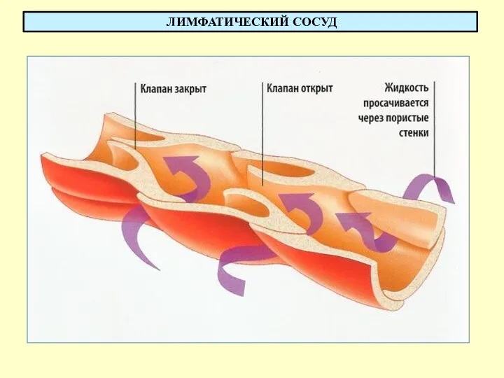 ЛИМФАТИЧЕСКИЙ СОСУД