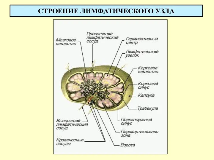 СТРОЕНИЕ ЛИМФАТИЧЕСКОГО УЗЛА