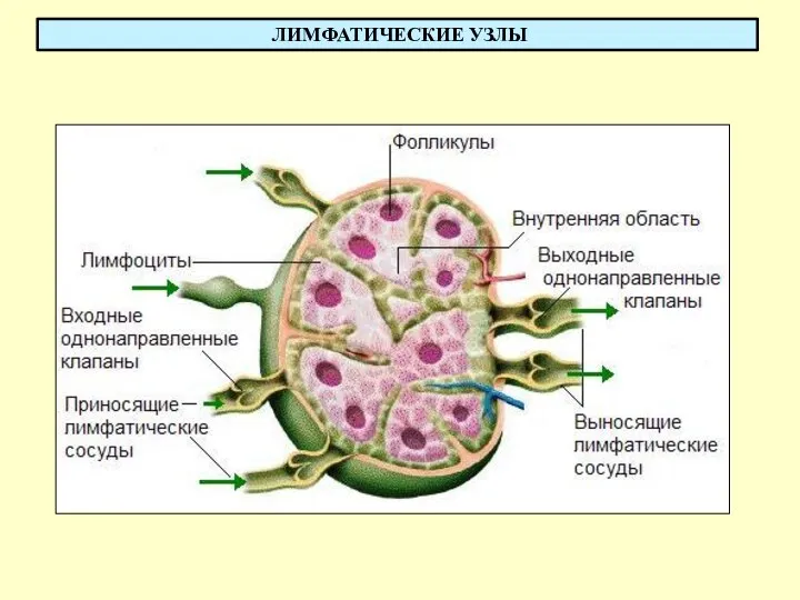 ЛИМФАТИЧЕСКИЕ УЗЛЫ