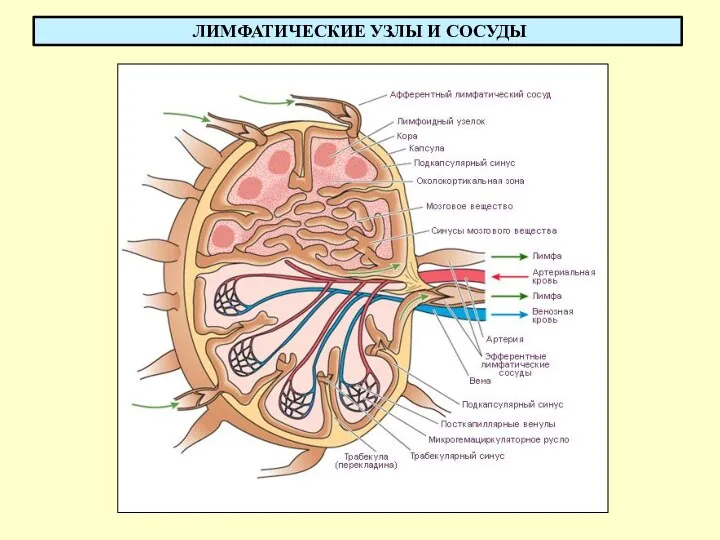 ЛИМФАТИЧЕСКИЕ УЗЛЫ И СОСУДЫ