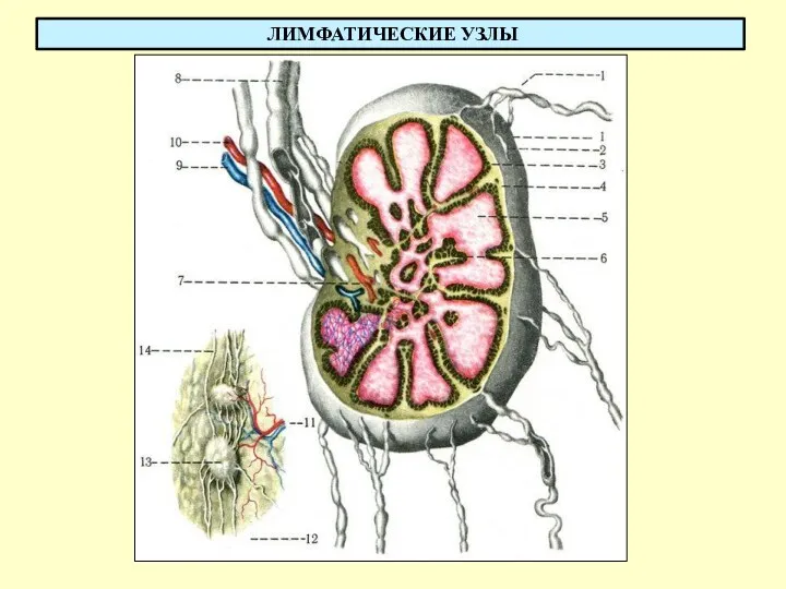 ЛИМФАТИЧЕСКИЕ УЗЛЫ