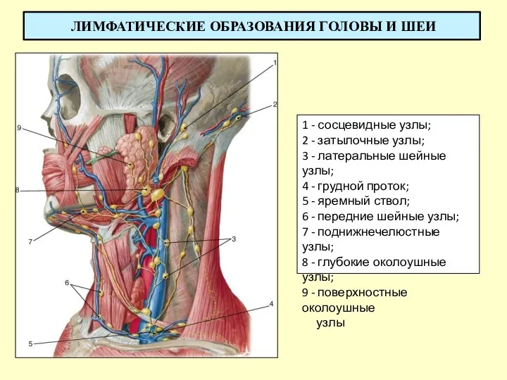 ЛИМФАТИЧЕСКИЕ ОБРАЗОВАНИЯ ГОЛОВЫ И ШЕИ 1 - сосцевидные узлы; 2