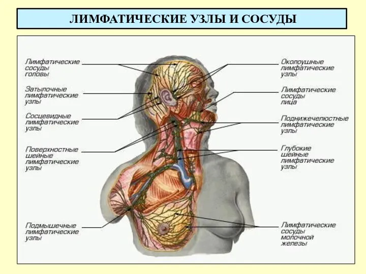 ЛИМФАТИЧЕСКИЕ УЗЛЫ И СОСУДЫ