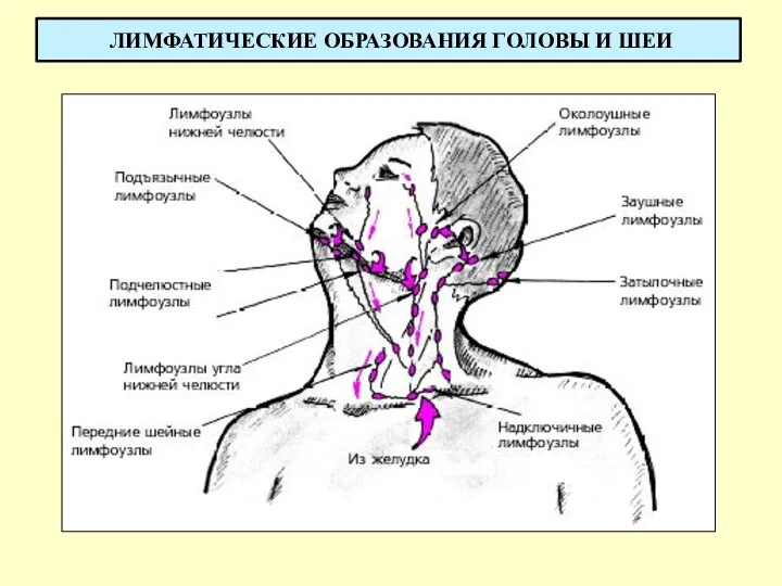 ЛИМФАТИЧЕСКИЕ ОБРАЗОВАНИЯ ГОЛОВЫ И ШЕИ